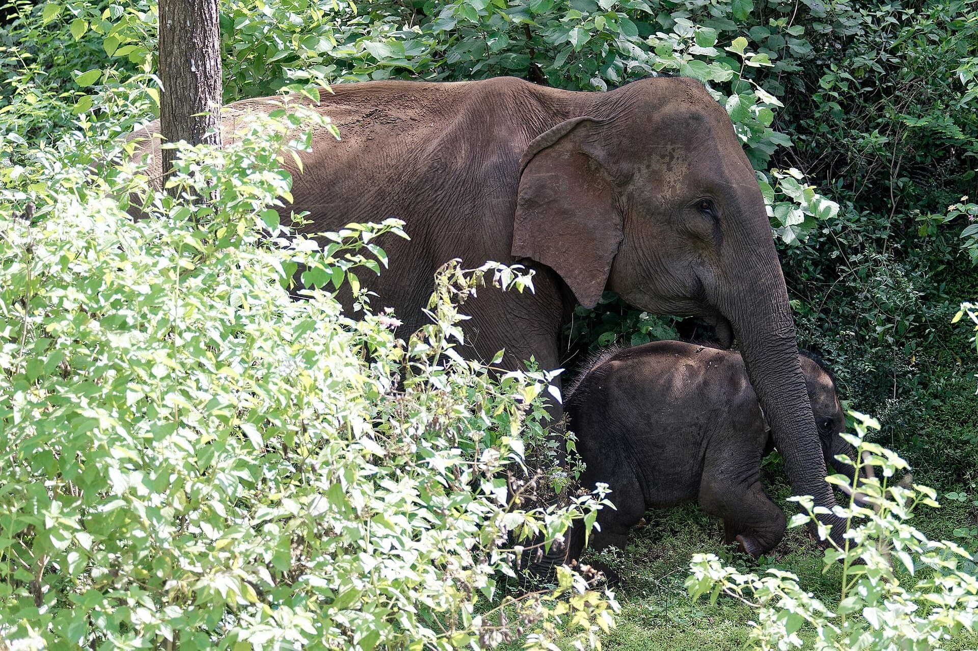 Wild elephant, Hurulu Eco Park