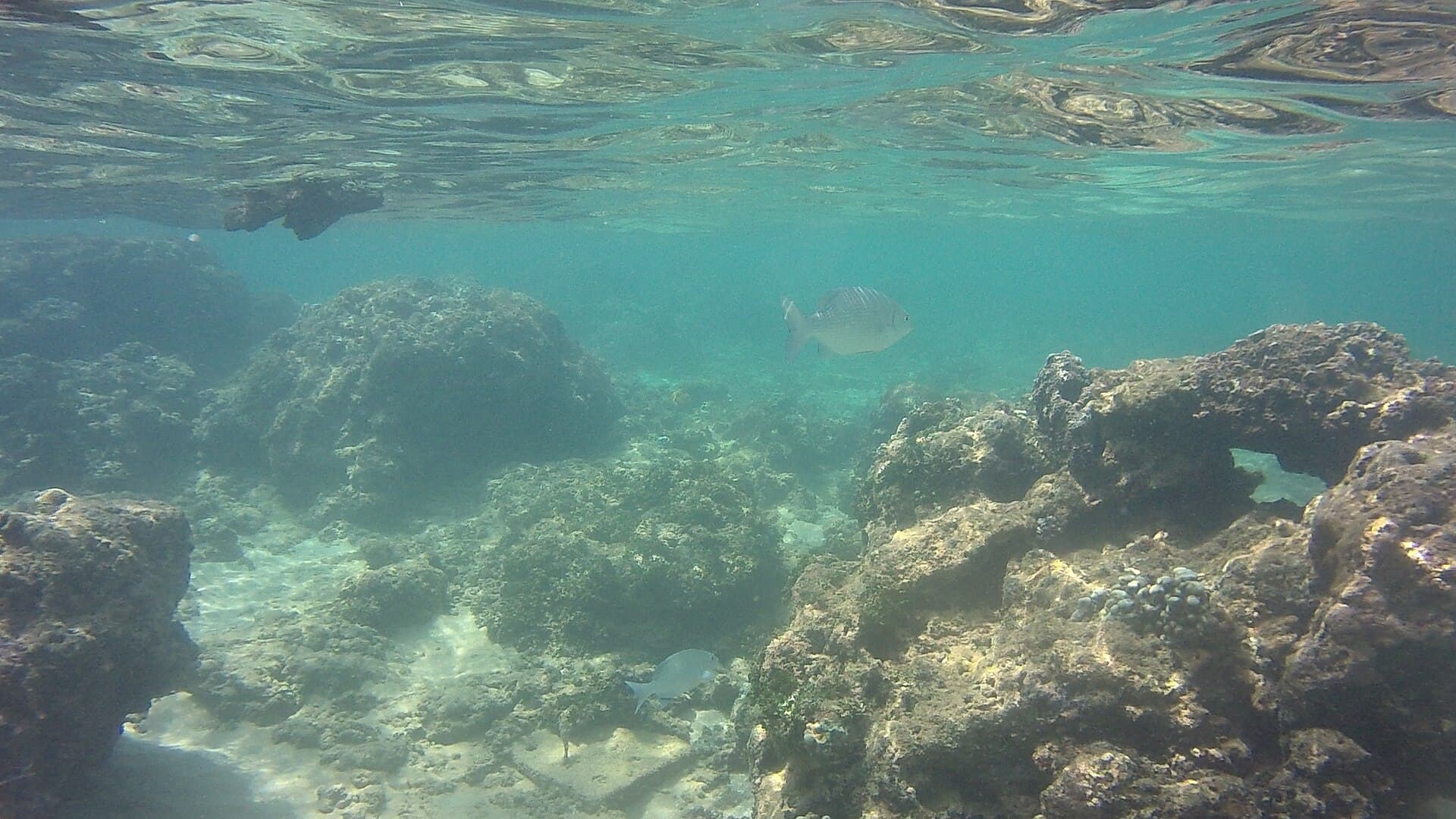 The coral sanctuary at Hikkaduwa