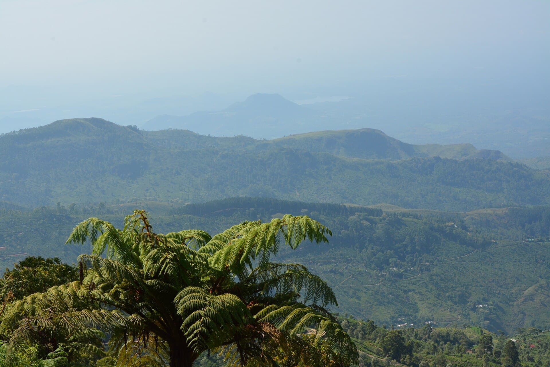 The view over tea country from Lipton's Seat above Haputale