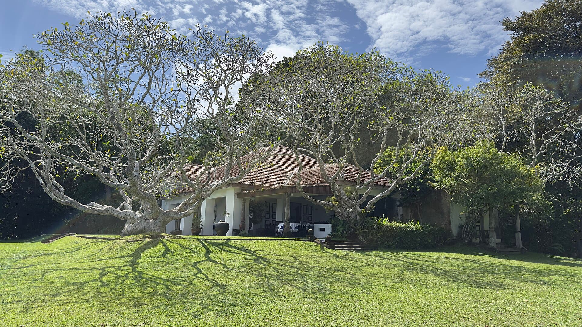 A frangipani tree spread across the lawn at Lunuganga, with the tiled roof of Geoffrey Bawa's bungalow behind it