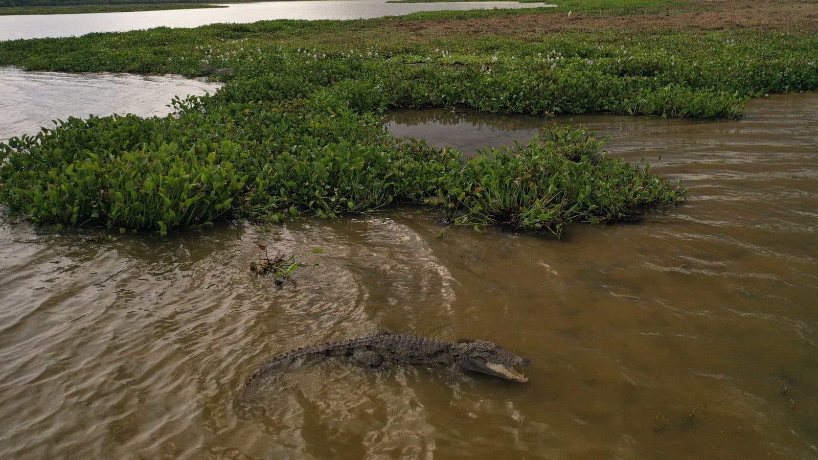 A crocodile on a lagoon bank