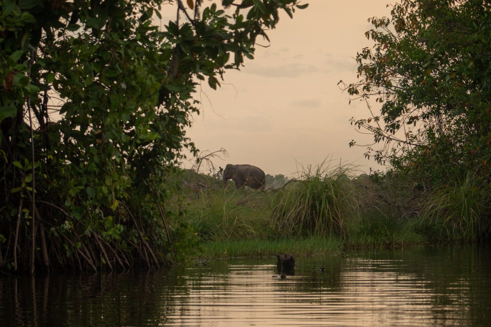 An elephant at the water's edge, framed by mangroves