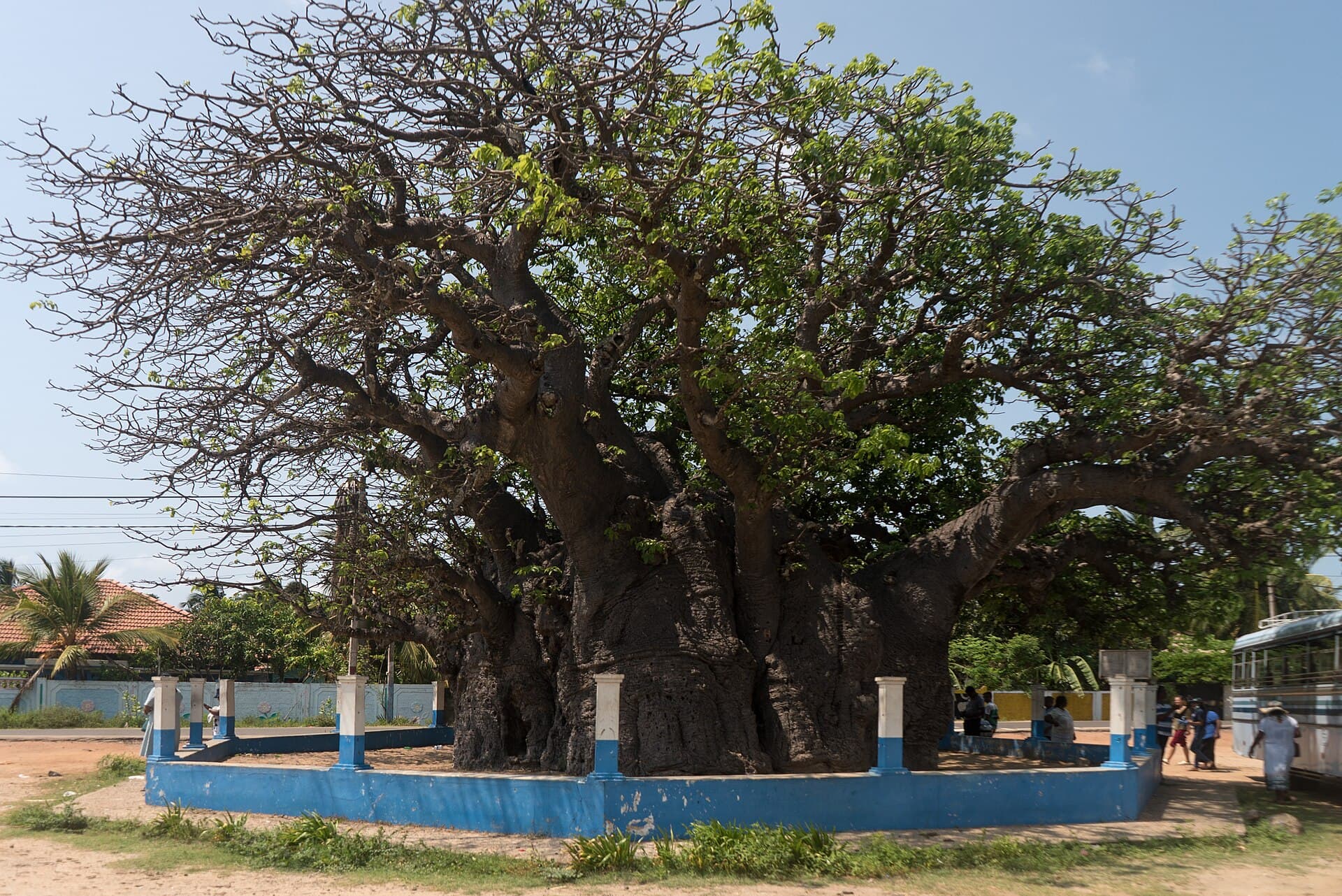 A baobab tree on Mannar island