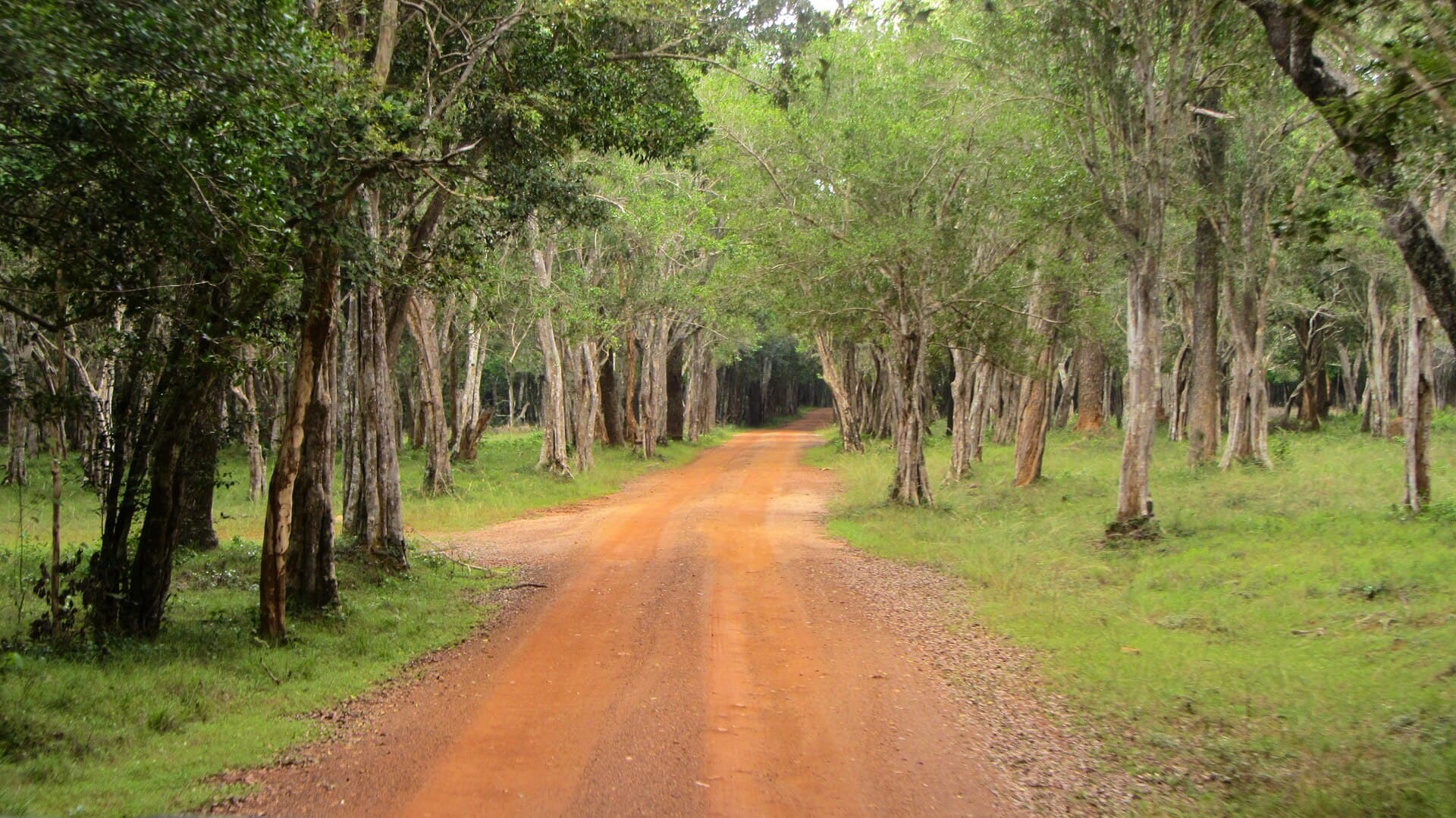 Dry forest and open water in Wilpattu National Park