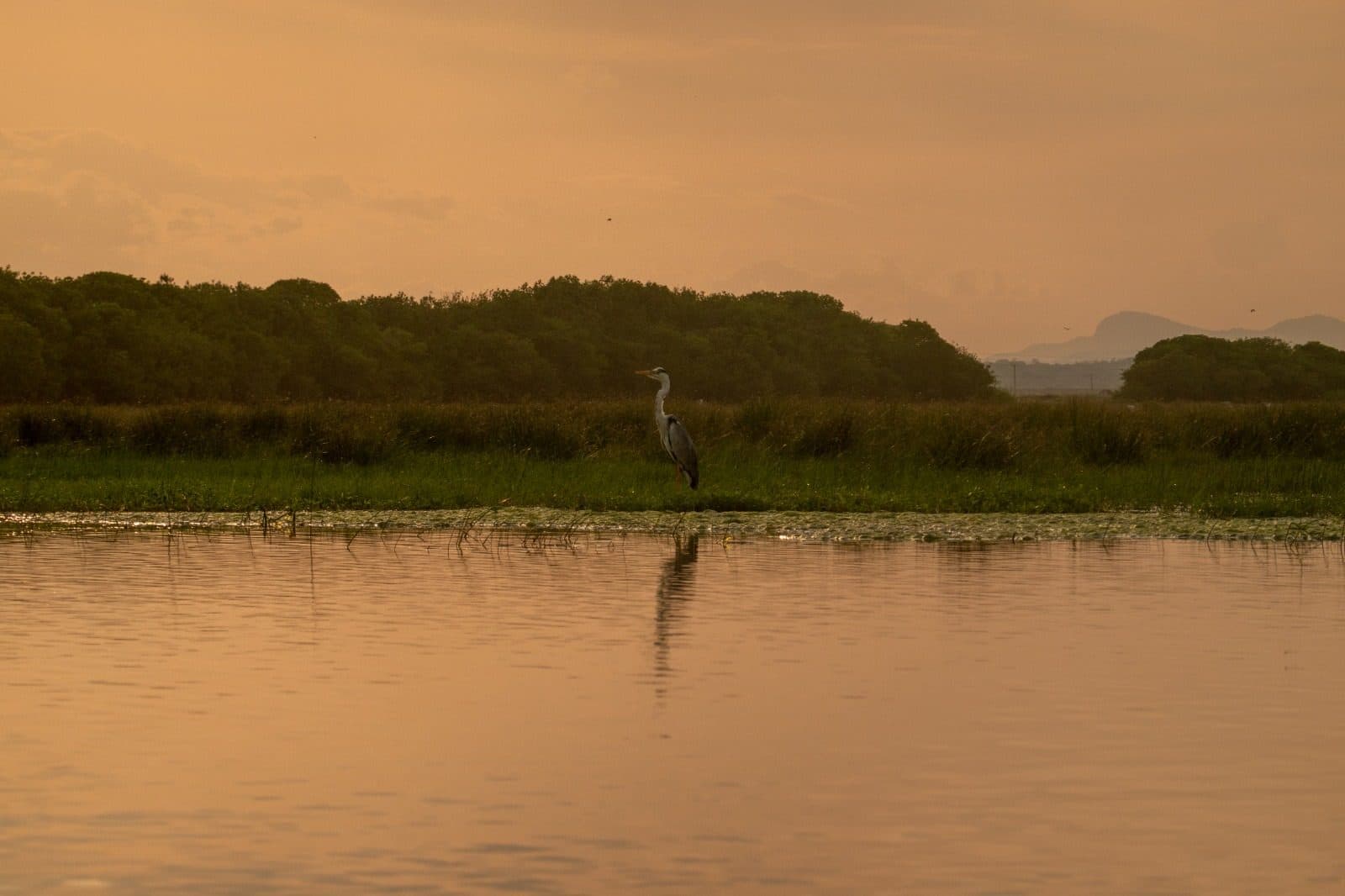 A heron standing in shallow water at sunset