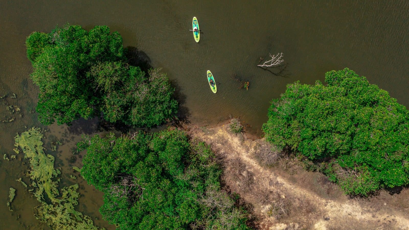 Paddleboarders crossing a mangrove lagoon, seen from above